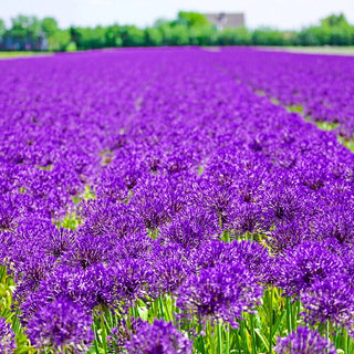 Purple Rain Allium 60398