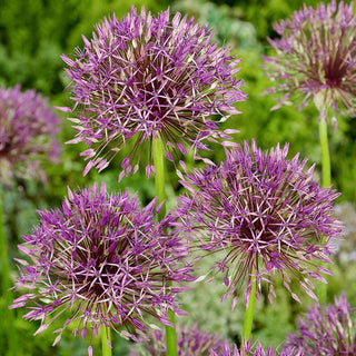 Purple Rain Allium 60398