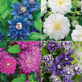 Clematis Double Collection