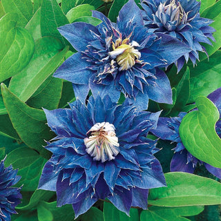 Clematis Double Collection