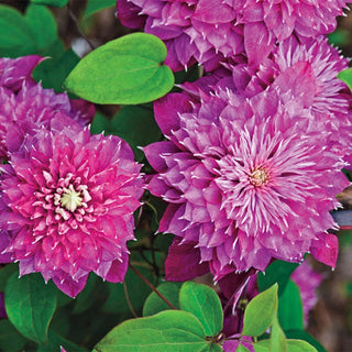 Clematis Double Collection