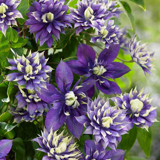 Clematis Double Collection