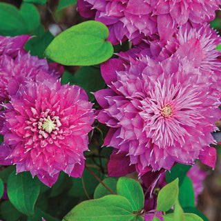 Kaiser Clematis