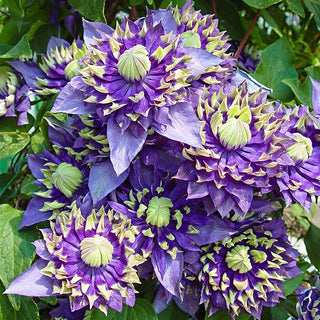 Taiga Clematis