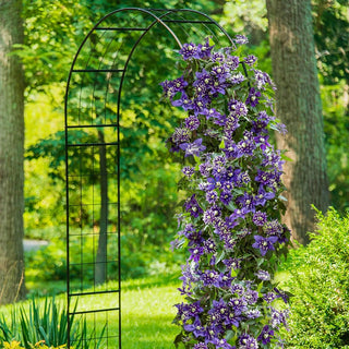 Taiga Clematis