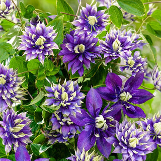 Taiga Clematis