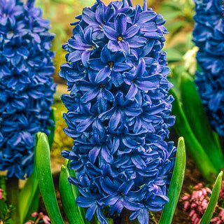 Peter Stuyvesant Hyacinth