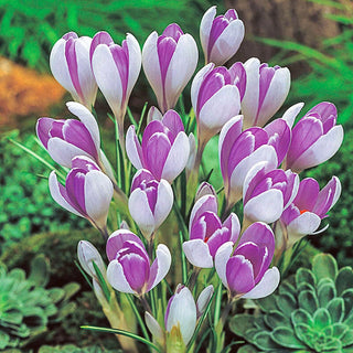 Vanguard Giant Crocus