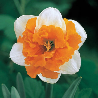 Orangerie Daffodil