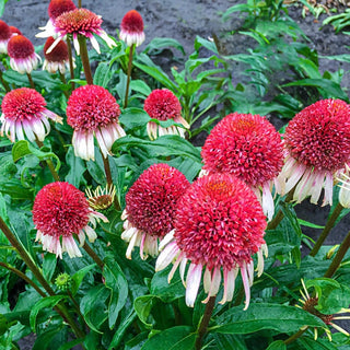 Strawberry Cream Coneflower