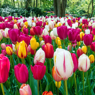 Late Spring Flowering Tulip Mixture