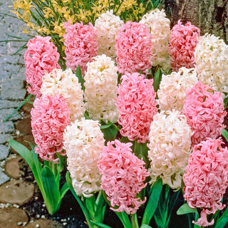 French Perfume Hyacinth Mixture