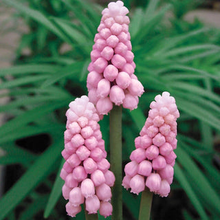 Pink Grape Hyacinth