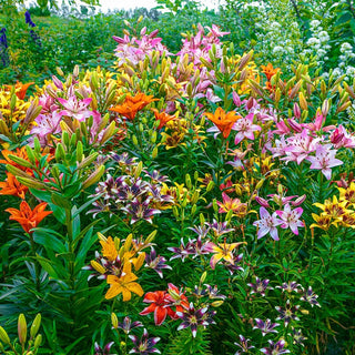 Fireworks Lily Mixture