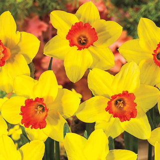 Red Devon Daffodil