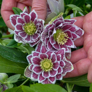 Shotgun Wedding Hellebore