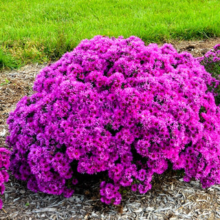 Pink Crush New England Aster