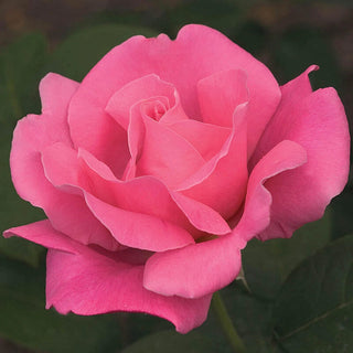 Perfume Delight Hybrid Tea Rose