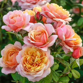 State of Grace Grandiflora Rose