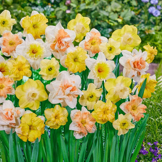 Citrus Sorbet Daffodil Mixture