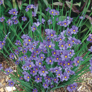 Blue Eyed Grass