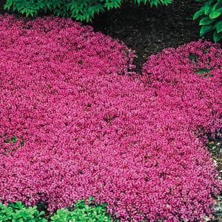 Red Creeping Thyme