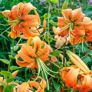 Lilium Henryi