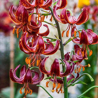 Claude Shride Turks Cap Lily