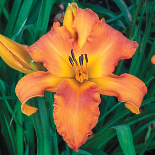 Primal Scream Daylily 61125