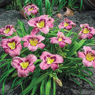 Reblooming Daylily Roots & Bareroots