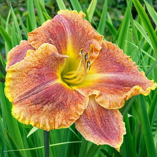 Gamma Quadrant Reblooming Daylily