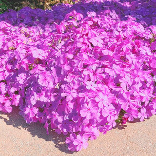 Pink Drummond Carpet Phlox