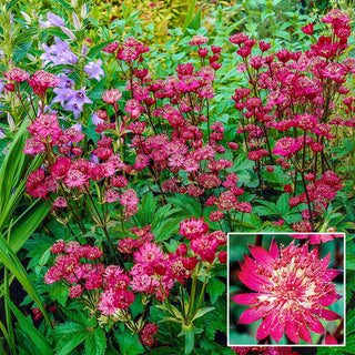 Rubra Astrantia