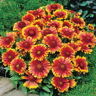 Goblin Gaillardia