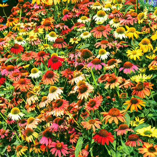 Cheyenne Spirit Coneflower Mixture