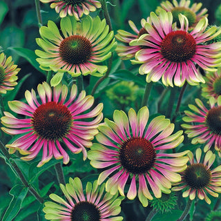 Green Twister Coneflower 61175