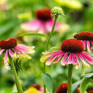 Green Twister Coneflower 61175