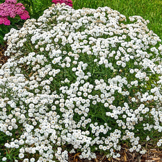 Peter Cottontail Yarrow