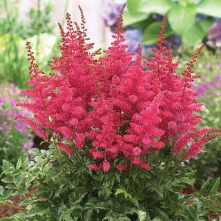 Granat Astilbe