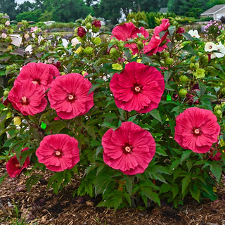 Summer In Paradise Hibiscus