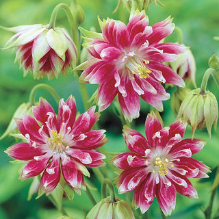 Nora Barlow Columbine