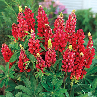 My Castle Lupine