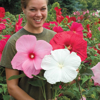 Hibiscus Mixture