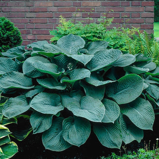 Elegans Hosta