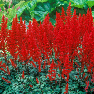 Red Final Astilbe