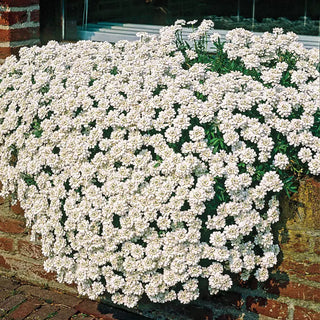 Snowflake Evergreen Candytuft