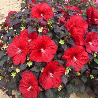 Holy Grail Hibiscus