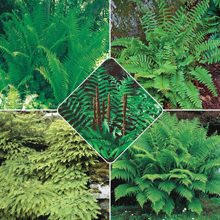 Hardy Fern Collection