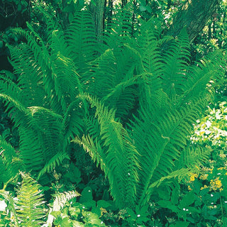 Hardy Fern Collection