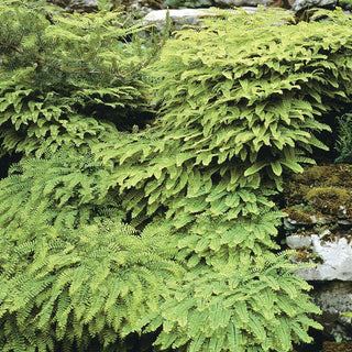 Hardy Fern Collection